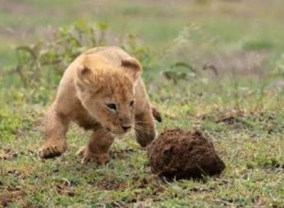 3 Day Serengeti National Park And Ngorongoro Crater Safari Tour