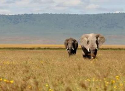 2 Day Tarangire National Park - Ngorongoro Safari Tour