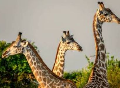 2 Days Nyerere National Park Safari Tour