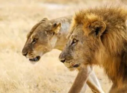 3 Day Nyerere National Park Safari Tour