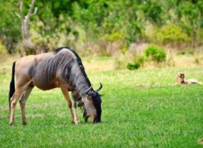 2 Day Mikumi National Park Camping Safari Tour