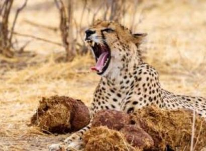 7 Day Mikumi - Udzungwa - Ruaha National Park Safari Tour