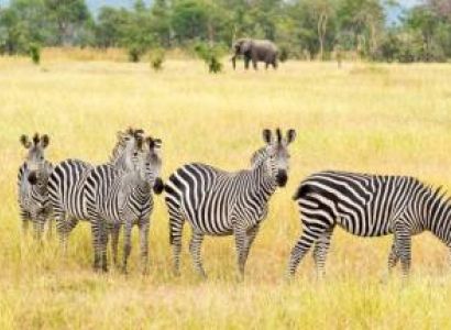 5 Day Nyerere - Mikumi And Udzungwa Safari Adventure Tour