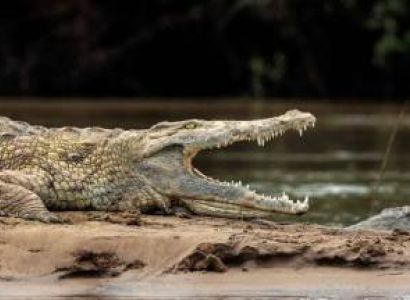 4 Day Mikumi - Nyerere National Parks Adventure Tour