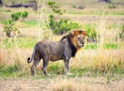 3 Day Mikumi National Park Safari Tour