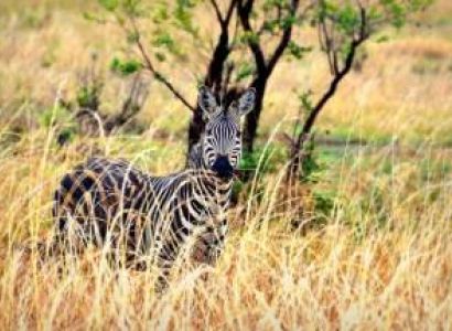 2 Day Mikumi National Park Midrange Safari Tour