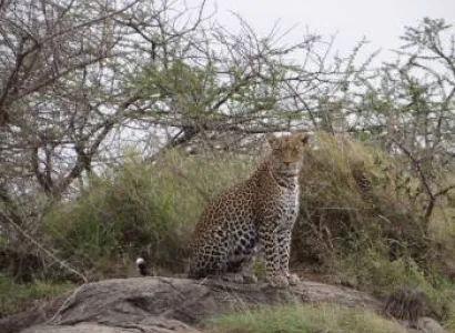 7 Day Serengeti Migration Safari Tour