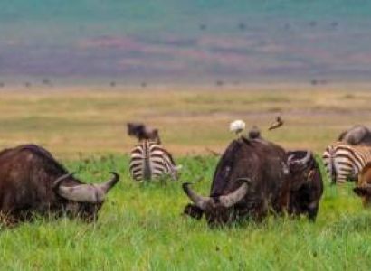 7D Tarangire - Serengeti - Ngorongoro - Hadzabe Tribe And Lake Manyara National Park Safari Tour