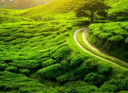 Mystical Northeast - Assam And Meghalaya 6N - 7D Tour