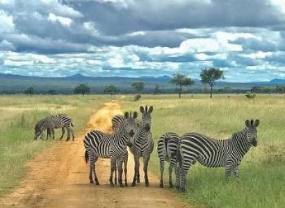 3 Days Safari Zanzibar To Mikumi National Park Tour