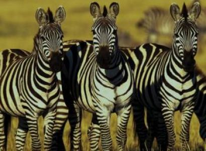 3N 4D Tanzania - Northern Discovery Tour