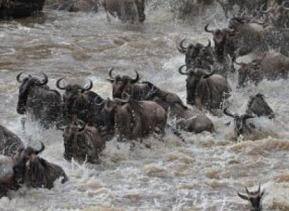 Crossing Maasai Mara And Serengeti 8N - 9D Tour