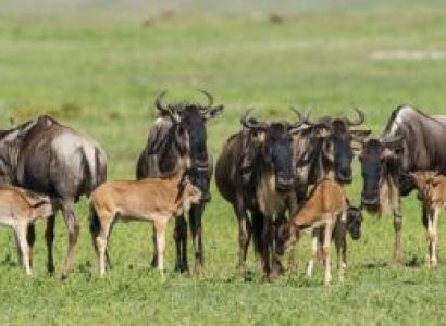 Ngorongoro Tour Packages