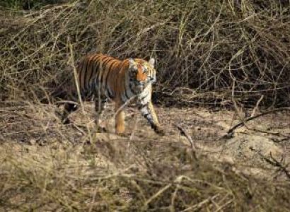 5 Days Corbett Wildlife Safari Tour Ex - Delhi