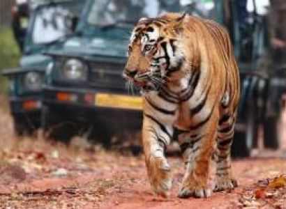 6 Nights 7 Days Madhya Pradesh Wildlife - Panna - Bandhavgarh And Kanha Tour