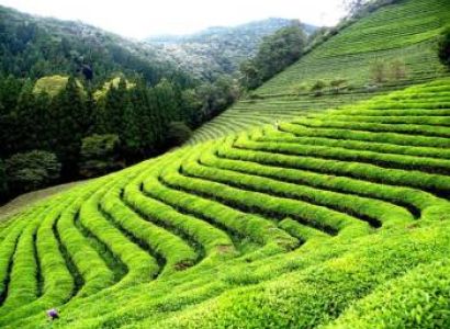 5N View Darjeeling - Kalimpong - Gangtok In Budget