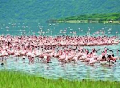 4N Kenya - Nairobi - Lake Nakuru National Park Heaven Of Flamingo