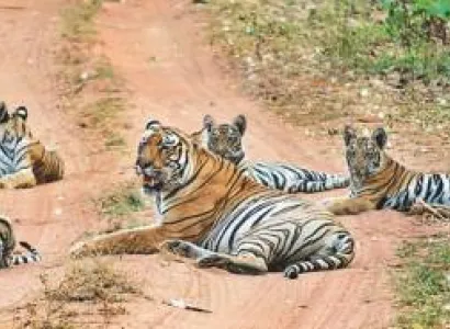 5 Nights - 6 Days Central India Wildlife Tour