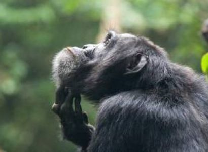 Fort Portal Tour Packages