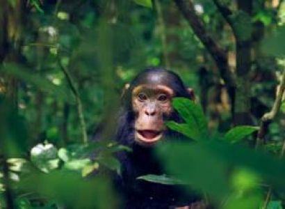 Fort Portal Tour Packages