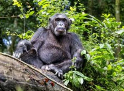 Fort Portal Tour Packages