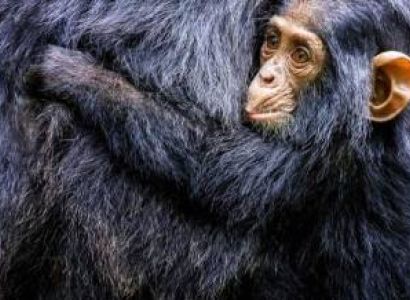 Fort Portal Tour Packages