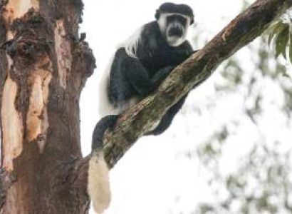 Fort Portal Tour Packages