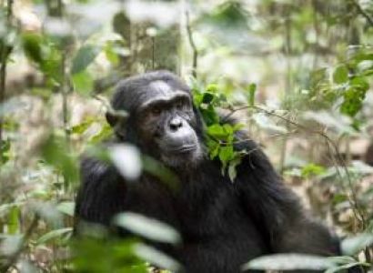 Fort Portal Tour Packages