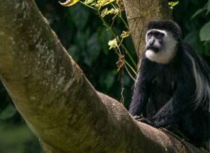 Fort Portal Tour Packages