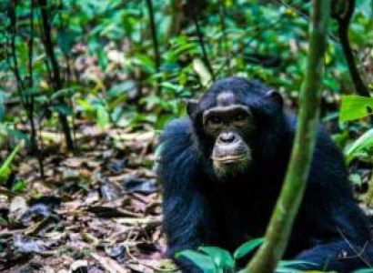 Fort Portal Tour Packages