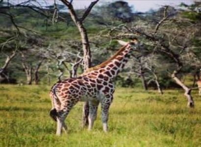1 Day Safari To Lake Mburo National Park From Kampala