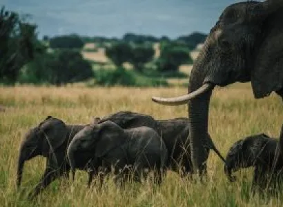 3 Day Safari Package To Queen Elizabeth