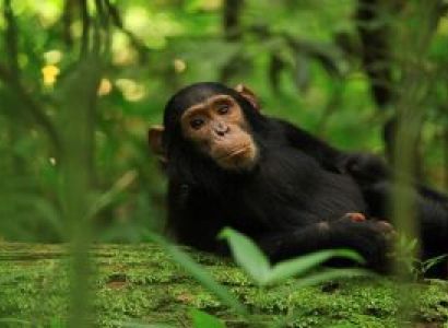 11 Day Uganda Primates - Big Five And Night Game Drive Safari Tour