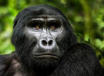 2-Day Gorilla Tracking Budget Tour