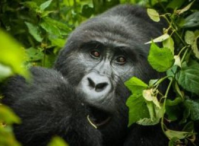 4 Day Rwanda Gorilla Trekking Tour
