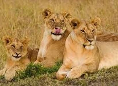 The Classic Maasai Mara Safari Tour