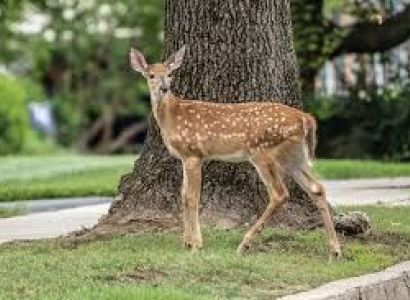 City And Suburban Wildlife Adventure Tour