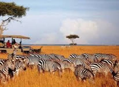 Maasai Mara - Lake Nakuru - The Birdwatcher's Paradise Tour