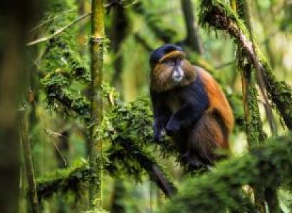 3 Day Volcanoes Golden Monkey - Bwindi Gorilla Trek Tour