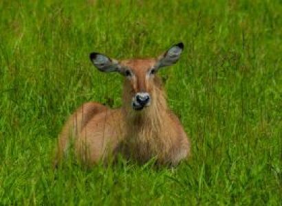 5 Day Safari In Rwanda Wildlife - Adventure Tour