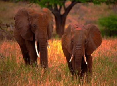 5 Days Mid-Range Tanzania Safari Tour