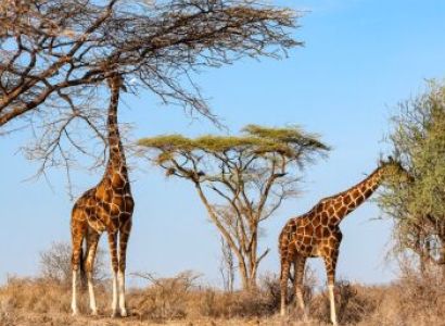 7 Day Tour Of Kenyan Parks