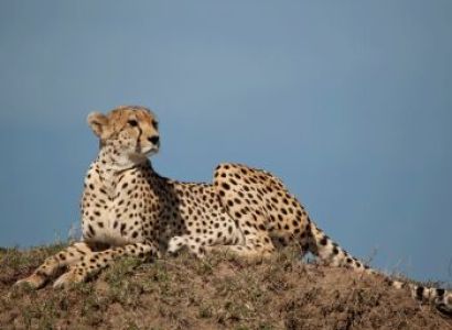 9 Day Luxury Big Kenya Safari Tour