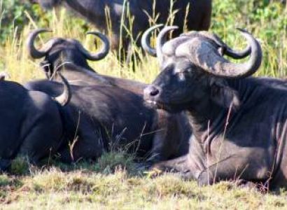 3 Day Masai Mara Safari - Joining Group Tour