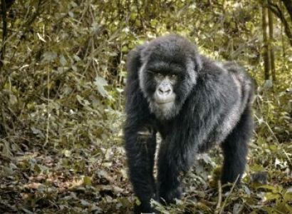 9 Days Congo Brazzaville Tour