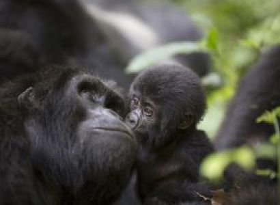 2-Day Gorilla Tracking In Bwindi Tour - Low Season