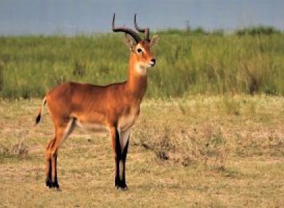 6-Day Budget Friendly African Gorilla Safari Tour