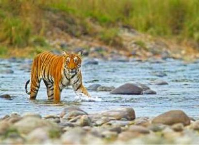 4N Corbett Wildlife Safari Tour Ex - Delhi
