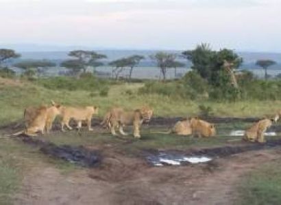 Maasai Mara 3 Days Safari Tour