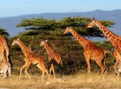 5 Day Kenya Safari Tour